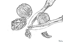 walnut colloring Coloring Pages To Print